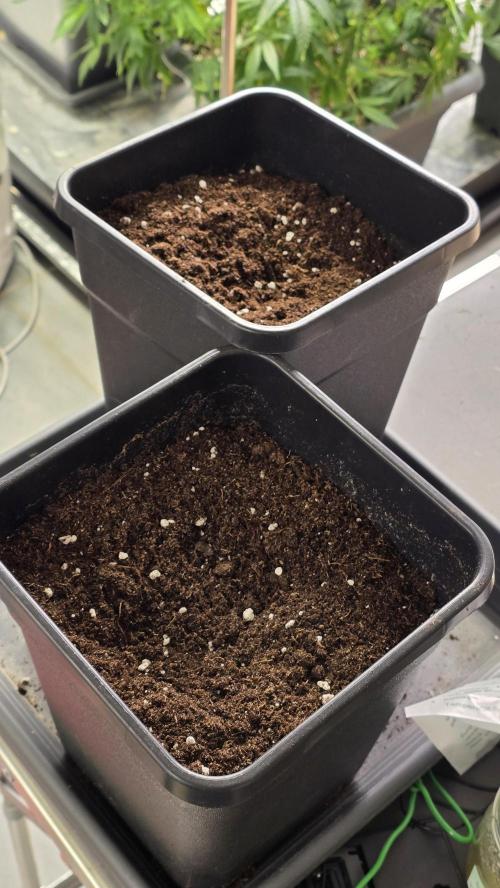 Zupernova Clones. Week 3