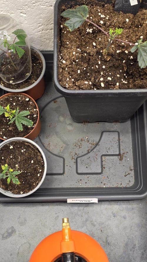 Zupernova Clones. Week 3