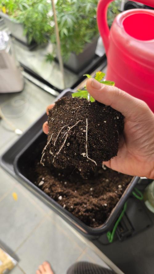 Zupernova Clones. Week 3