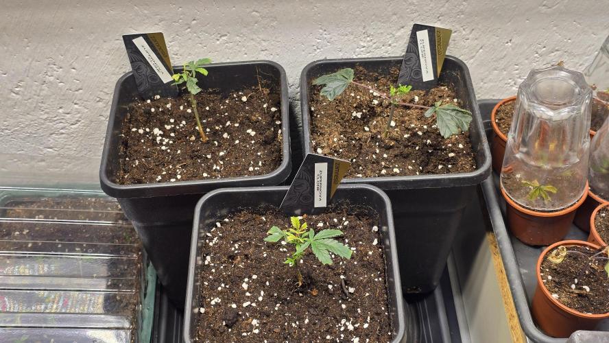 Zupernova Clones. Week 3