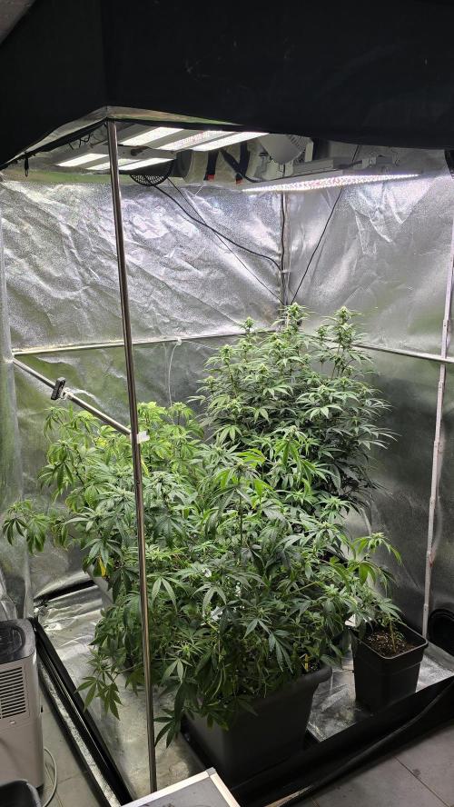 Compound Party. Week 13