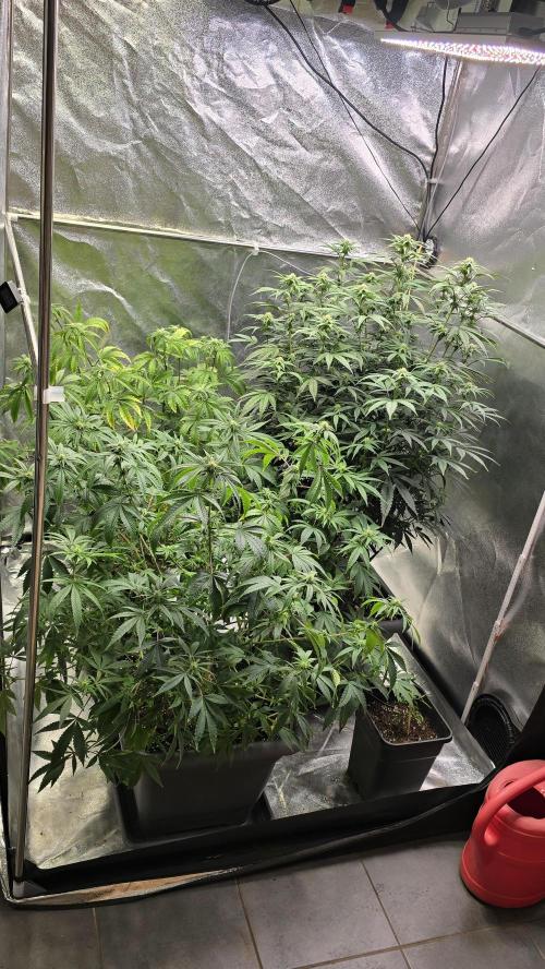 Compound Party. Week 13