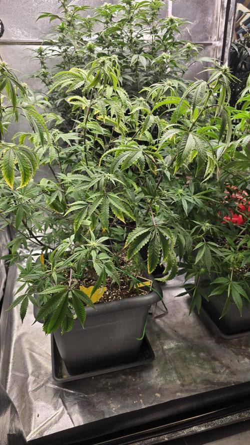 Compound Party. Week 13 - High Society 2 week one
and lookout