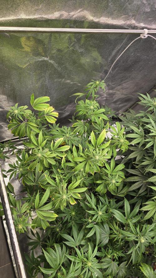 Compound Party. Week 13 - High Society 2 week one
and lookout