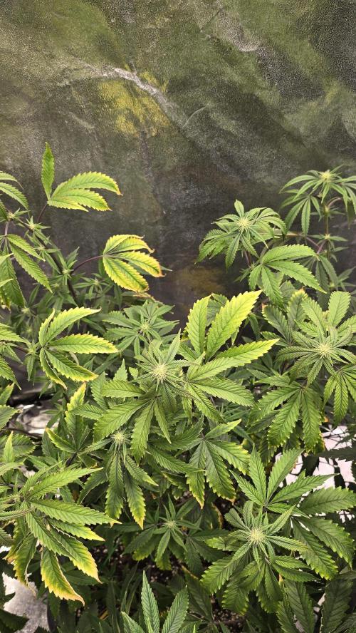 Compound Party. Week 13 - High Society 2 week one
and lookout