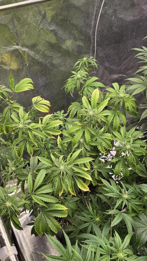 Compound Party. Week 13 - High Society 2 week one
and lookout