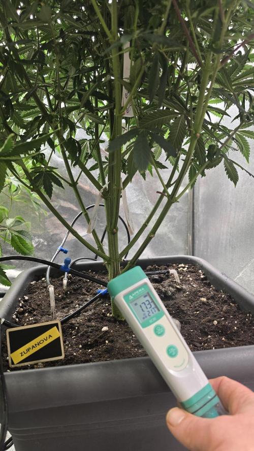 Compound Party. Week 13 - EC check on Zupernova 