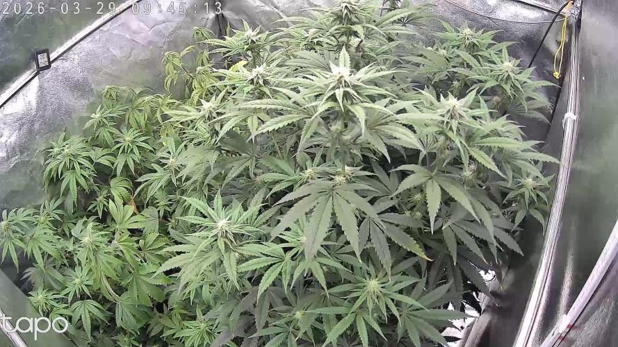 Compound Party. Week 13