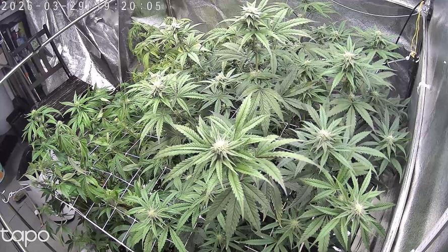 Compound Party. Week 13