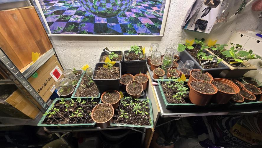 Zupernova Clones. Week 4
