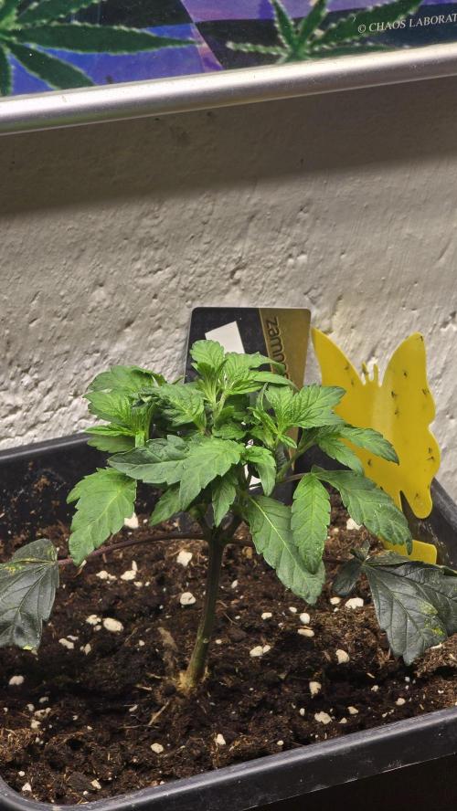 Zupernova Clones. Week 4