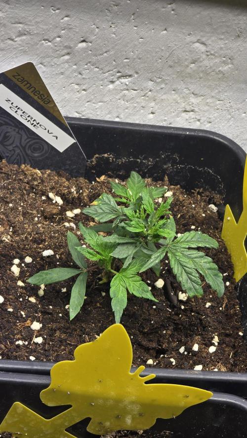 Zupernova Clones. Week 4