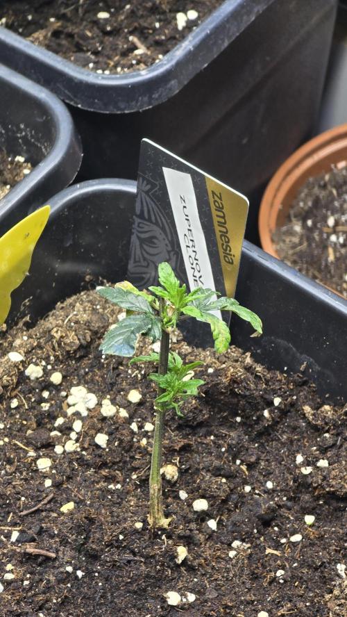 Zupernova Clones. Week 4