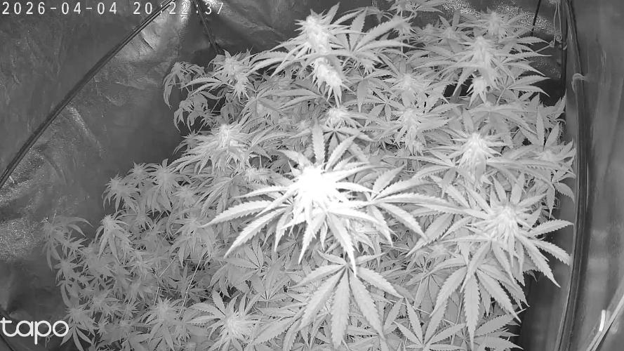 Compound Party. Week 14