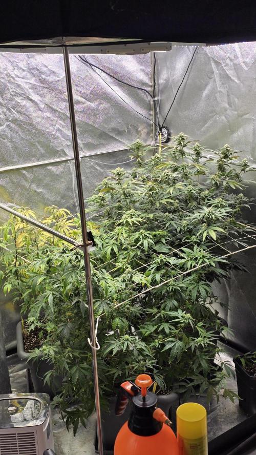 Compound Party. Week 14