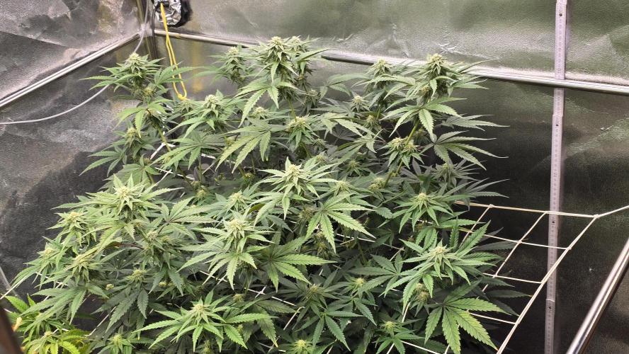 Compound Party. Week 14