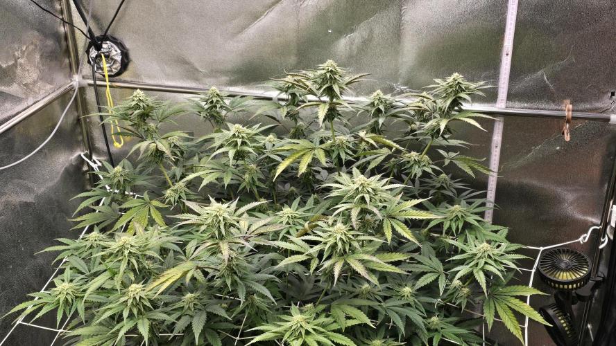 Compound Party. Week 14
