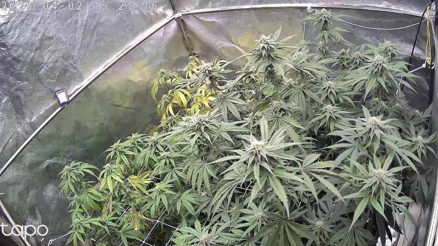 Compound Party. Week 14