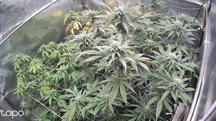 Compound Party. Week 14