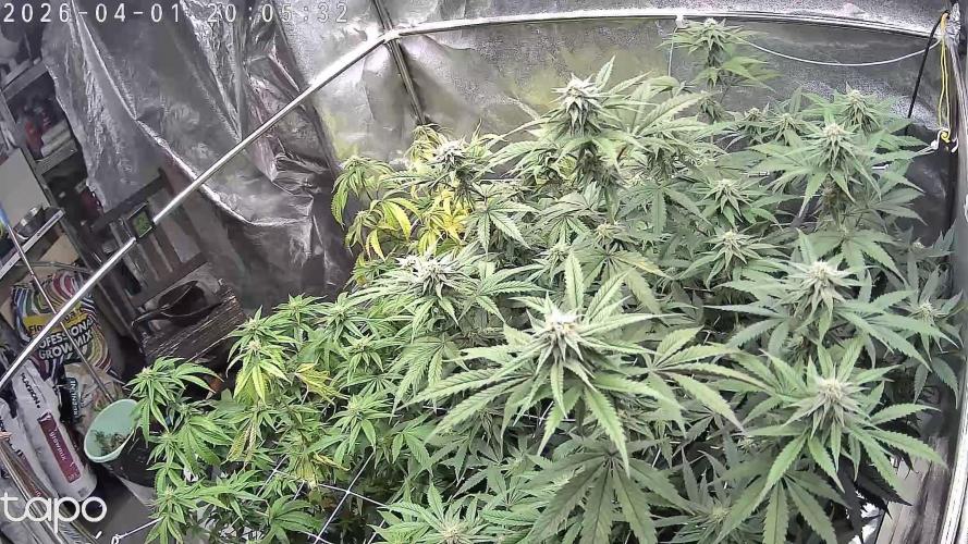 Compound Party. Week 14