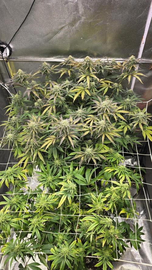 Compound Party. Week 15