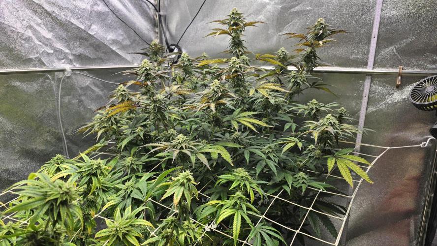 Compound Party. Week 15