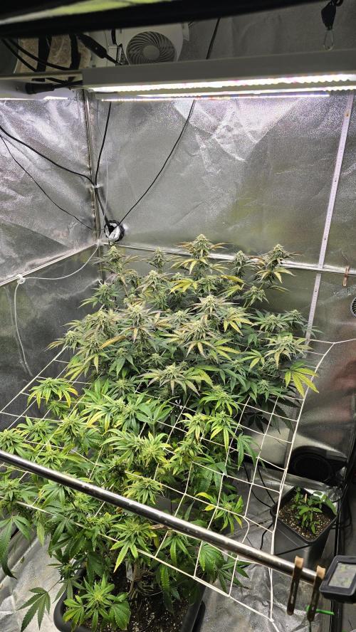 Compound Party. Week 15
