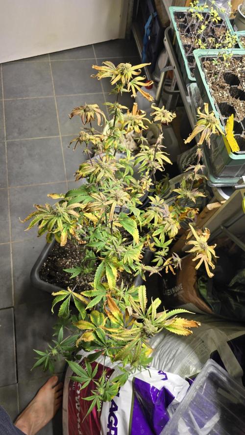 Compound Party. Week 15 - Took out for 18/6 