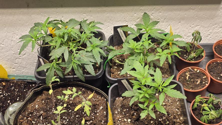 Zupernova Clones. Week 5