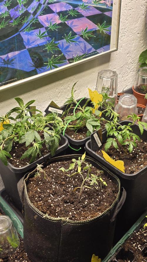 Zupernova Clones. Week 5
