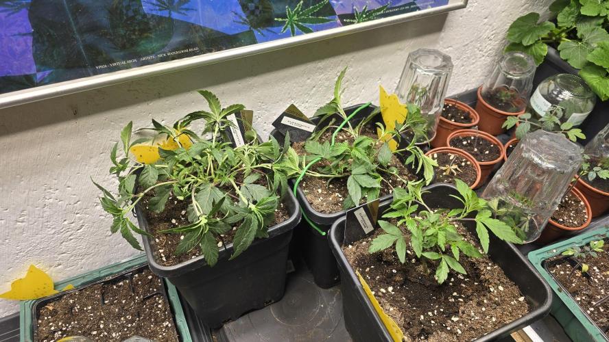 Zupernova Clones. Week 5