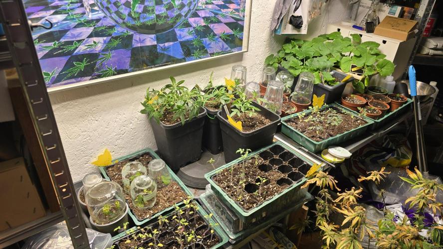Zupernova Clones. Week 5