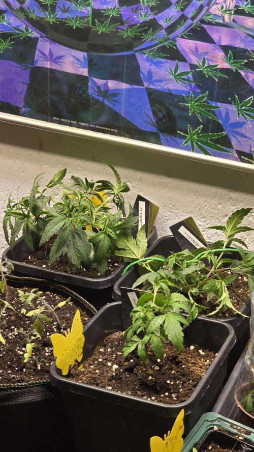 Zupernova Clones. Week 5