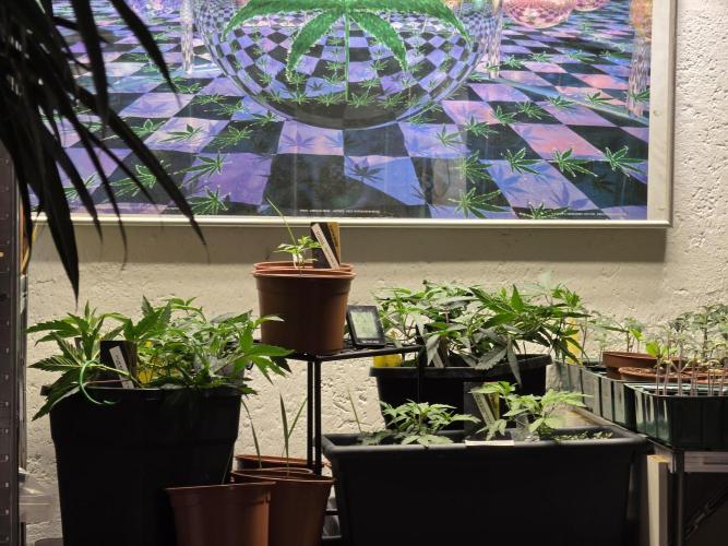 Zupernova Clones. Week 6