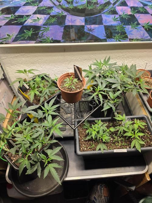 Zupernova Clones. Week 6