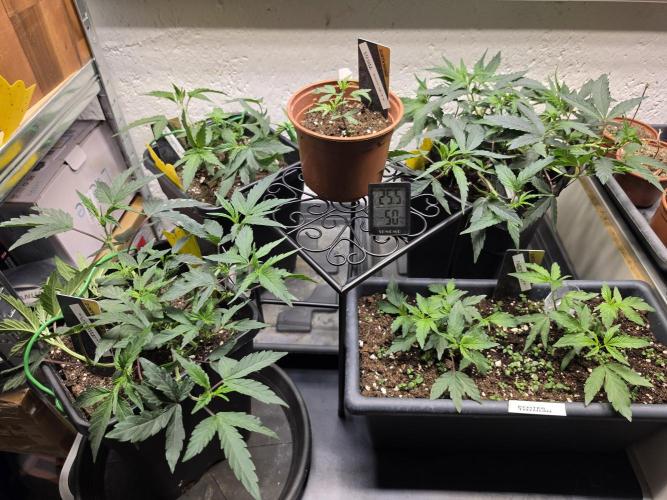 Zupernova Clones. Week 6
