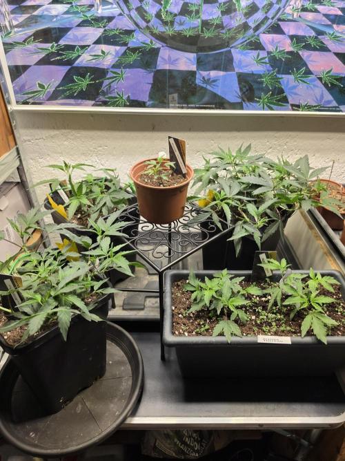 Zupernova Clones. Week 6