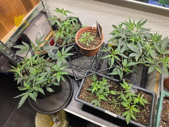 Zupernova Clones. Week 6
