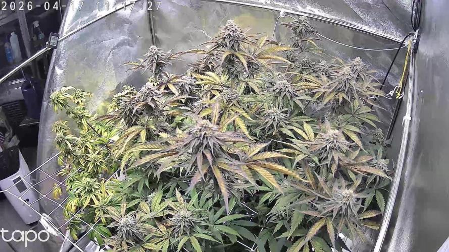 Compound Party. Week 16