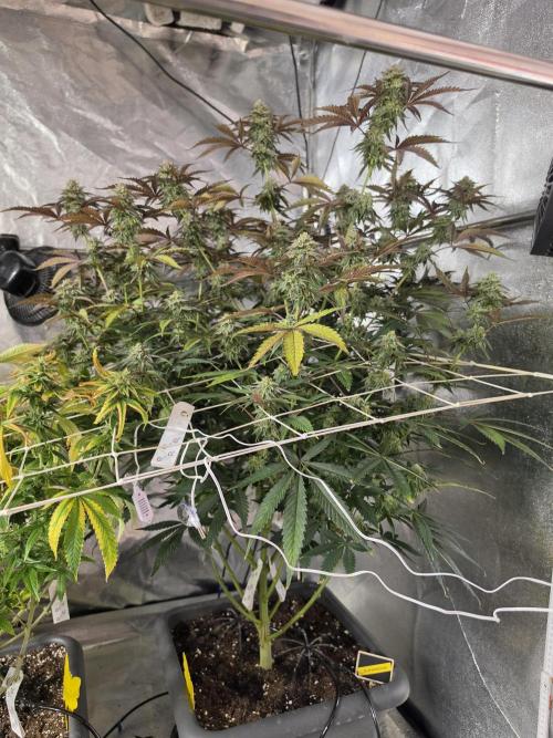 Compound Party. Week 16