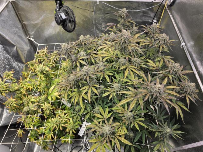 Compound Party. Week 16