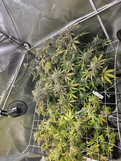 Compound Party. Week 16