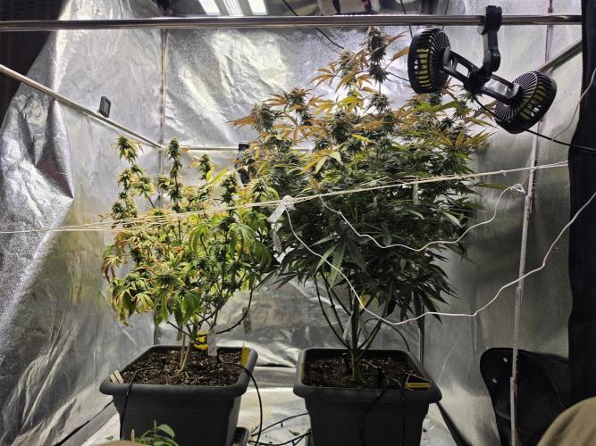 Compound Party. Week 17