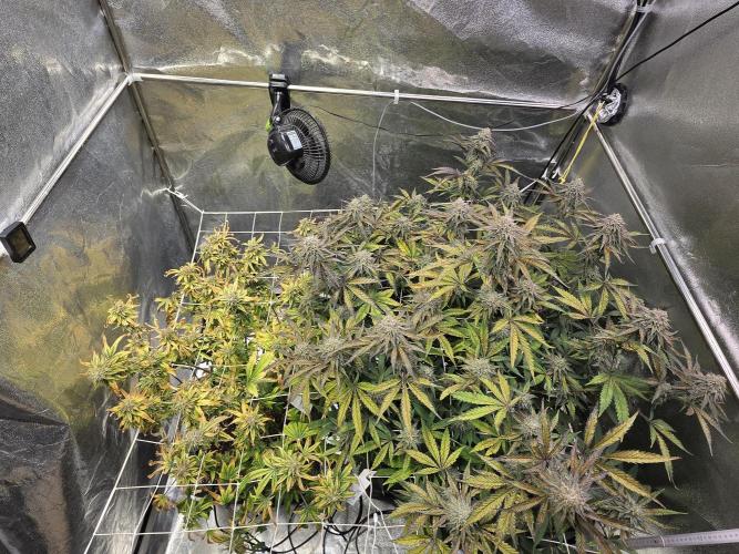 Compound Party. Week 17