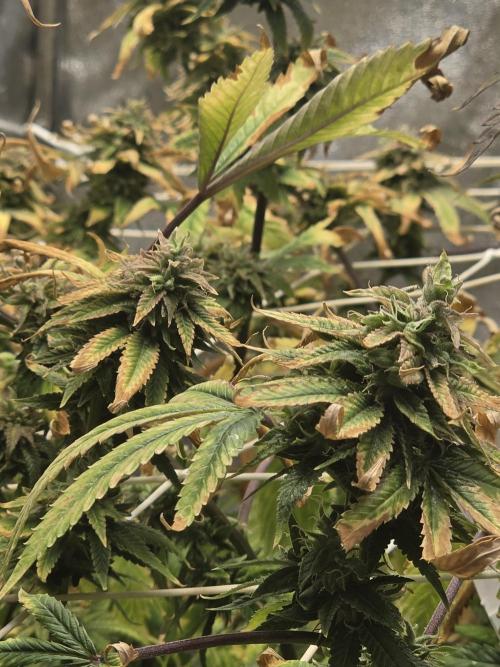 Compound Party. Week 17