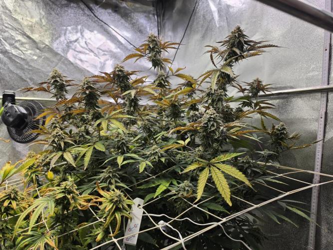 Compound Party. Week 17