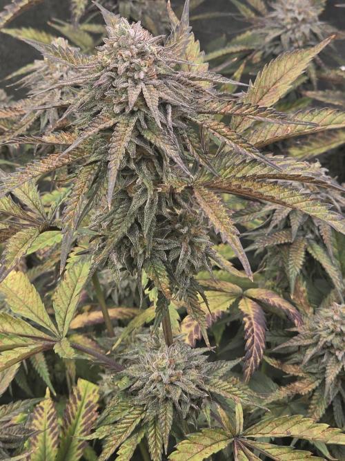 Compound Party. Week 17