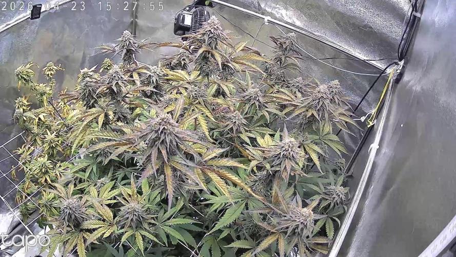 Compound Party. Week 17