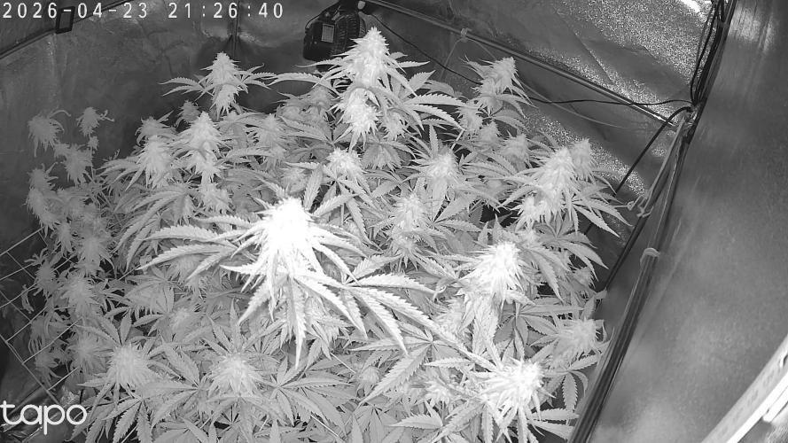 Compound Party. Week 17