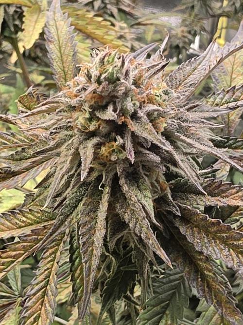 Compound Party. Week 17